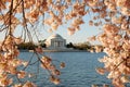 Jefferson Memorial Framed by Cherry Blossoms Royalty Free Stock Photo