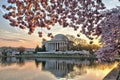 Jefferson Memorial and cherry blossoms at sunrise Royalty Free Stock Photo