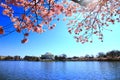 Jefferson memorial in National cherry blossom fest Royalty Free Stock Photo