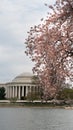Jefferson Memorial and People Enjoying The Tidal Basin Blossoms Royalty Free Stock Photo
