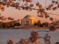 Jefferson Memorial during the spring cherry blossom season Royalty Free Stock Photo