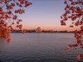 Jefferson Memorial during the spring cherry blossom season Royalty Free Stock Photo