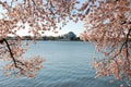 Jefferson Memorial in Springtime Royalty Free Stock Photo