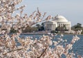 Jefferson Memorial in Washington DC in spring Royalty Free Stock Photo