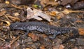 Jefferson Salamander