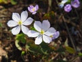 Jeffersonia dubia - twinleaf, rheumatism root