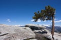 Jeffrey Pine Royalty Free Stock Photo