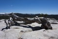 Jeffrey Pine Royalty Free Stock Photo