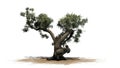 Jeffrey Pine tree