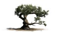Jeffrey Pine tree