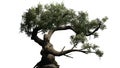 Jeffrey Pine tree