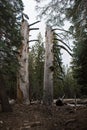 Jeffrey Pine Trees forest on Mammoth Scenic Loop road in Mammoth Lakes, California Royalty Free Stock Photo