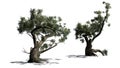 Jeffrey Pine trees