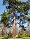 Jeffreys Kiefer Pinus jeffreyi im Park Royalty Free Stock Photo