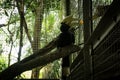 Jejang sulawesi baleraica pavonica holding a piece of fruit on his bill photo taken in Jakarta Indonesia