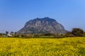 Jeju canola field Royalty Free Stock Photo