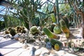 Jeju Island, botanical garden,tropical park of cactuses