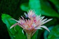 Jeju Island, botanical garden,volcanic.flowers street with insects bugs Royalty Free Stock Photo