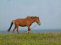 Jeju Island Horse Grazing by the Seaside