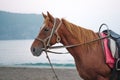 A brown horse standing on a beachside