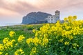 Jeju Island South Korea, Canola field landscape Royalty Free Stock Photo