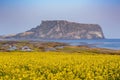 Jeju Island South Korea canola field Royalty Free Stock Photo