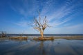 Jekyll Island beach with trees at sunset. Royalty Free Stock Photo