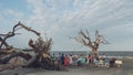 JEKYLL ISLAND, GEORGIA - SEPT 17, 2019: A wedding ceremony driftwood beach