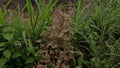 Jelantir (erigeron bonariensis, erigeron linifolius, conyza sumatrensis) with a natural background