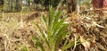 Jelantir grass is flowering plant from the genus conyza species