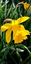 jellow narcissus covered with sunshine with green background Royalty Free Stock Photo