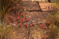Jelly Bean plant weaving along the old orange cobblestone - Sedum rubrotinctum, Selective Focus Royalty Free Stock Photo