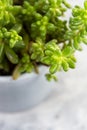 Jelly beans succulent plant Sedum pachyphyllum in pot