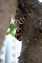 Jelly ear or Judas\'s ear fungus (Auricularia auricula-judae) on a tree trunk : (pix Sanjiv Shukla) Royalty Free Stock Photo