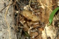 Jelly ear or Judas\'s ear fungus (Auricularia auricula-judae) on a tree trunk : (pix Sanjiv Shukla) Royalty Free Stock Photo