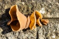 Jelly ear fungi on wall Royalty Free Stock Photo