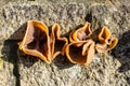 Jelly ear fungi on wall Royalty Free Stock Photo