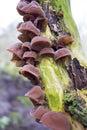 Jelly Ear Fungus on an Algae Covered Tree Branch