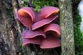 Jelly ear fungus Auricularia auricula-judae Royalty Free Stock Photo