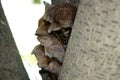 Jelly ear fungus (Auricularia auricula-judae) sheltering Yellow-spotted millipede : (pix Sanjiv Shukla) Royalty Free Stock Photo