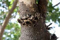 Jelly ear or Judas\'s ear fungus (Auricularia auricula-judae) on a tree trunk : (pix Sanjiv Shukla) Royalty Free Stock Photo