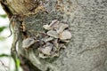 Jelly ear or Judas\'s ear fungus (Auricularia auricula-judae) on a tree trunk : (pix Sanjiv Shukla) Royalty Free Stock Photo