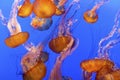 Jelly Fish Royalty Free Stock Photo