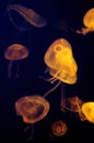 Jelly fish Royalty Free Stock Photo