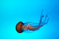 Jelly Fish Royalty Free Stock Photo