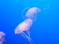 Jelly Fish