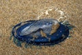 Blue bottle jelly-fish Royalty Free Stock Photo