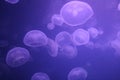 Jelly fish Royalty Free Stock Photo