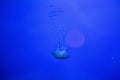 jelly fish in acquarium Royalty Free Stock Photo