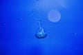 jelly fish in acquarium Royalty Free Stock Photo